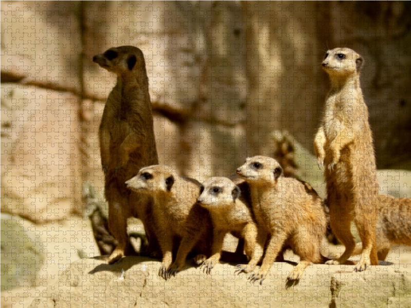 Erdmännchen gemeinsam auf Wachposten