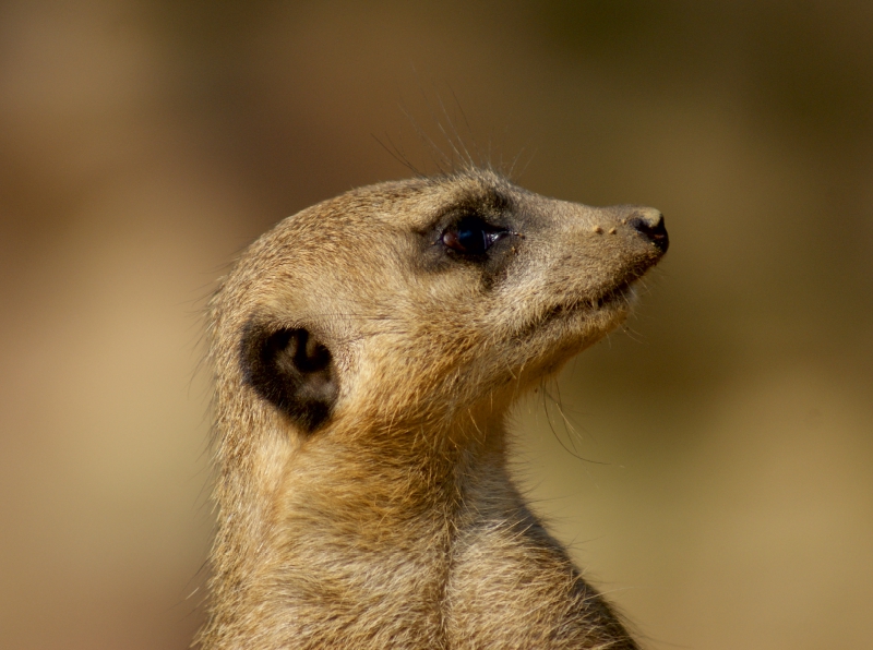 Erdmännchen Profil