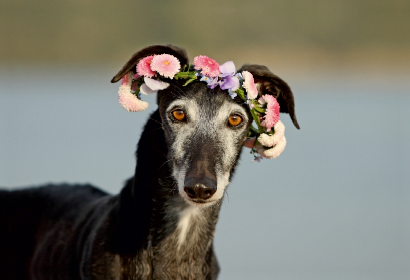 Sima....ein Windhundemädchen