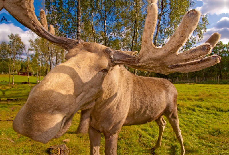 Sehnsucht Schweden - Der König des Waldes: Riesige Schaufen und einzigartige Muffel-Nase