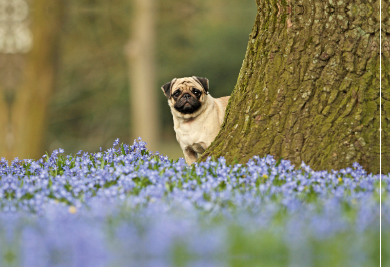 Mops mit Frühlingsblümchen