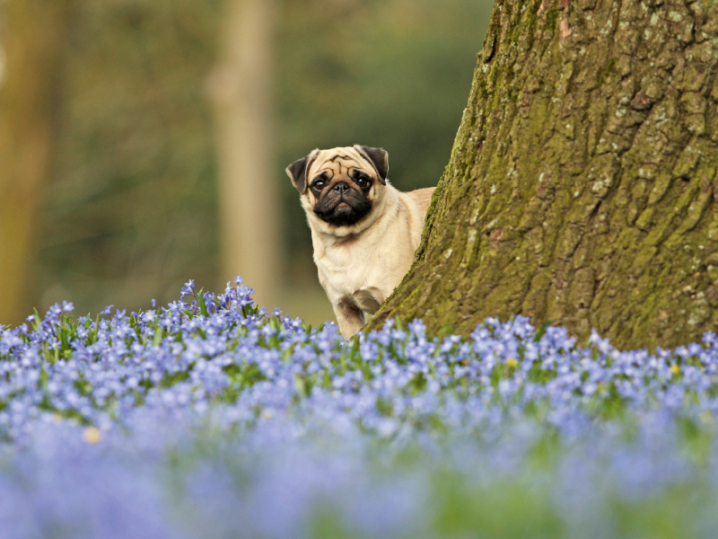 Mops mit Frühlingsblümchen