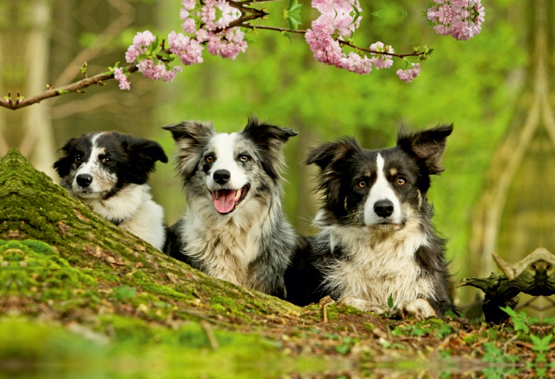 Bordercollie Familie