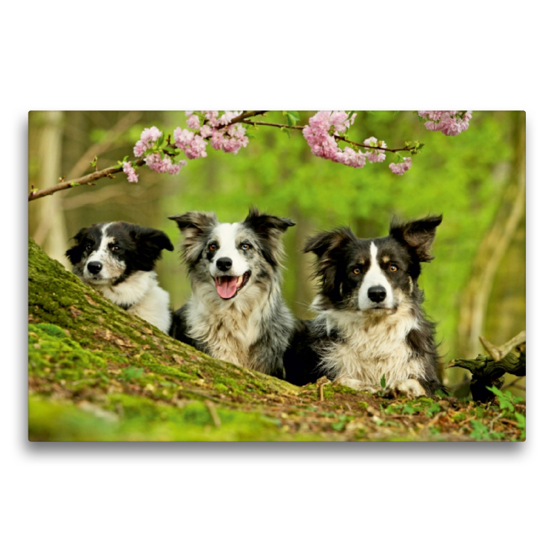 Bordercollie Familie