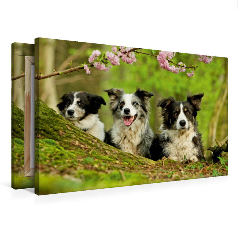 Bordercollie Familie