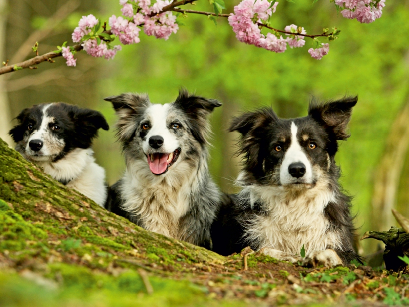 Bordercollie Familie