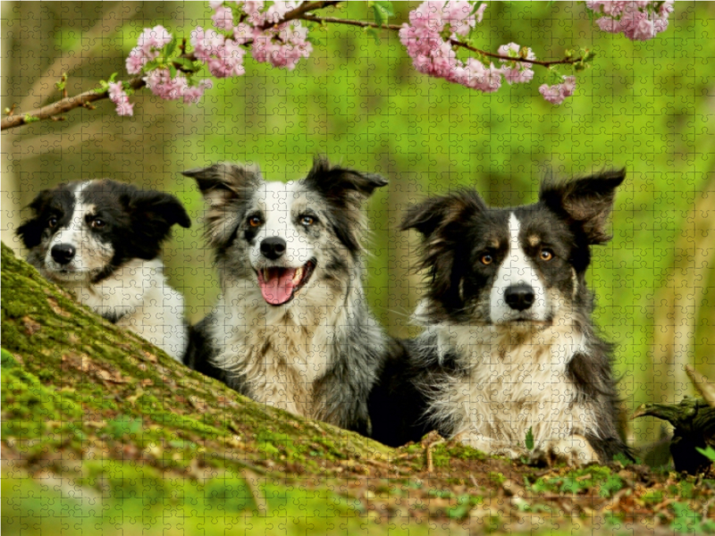 Bordercollie Familie