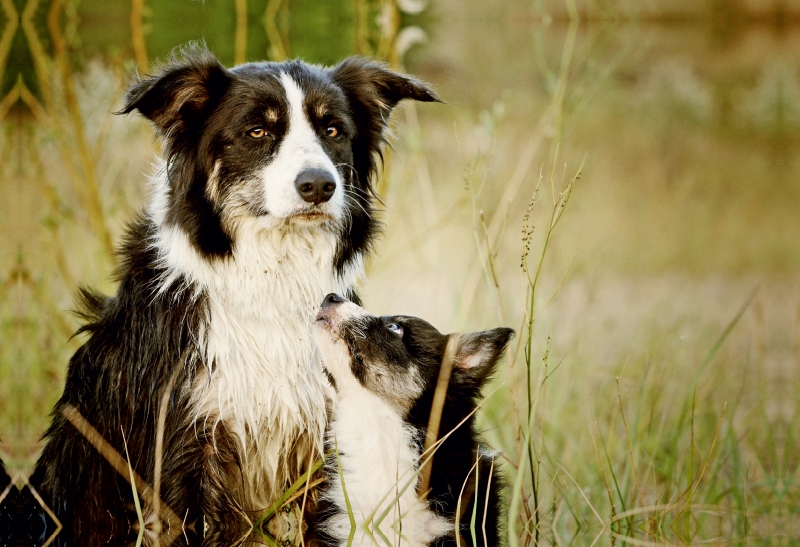 Bordercollies