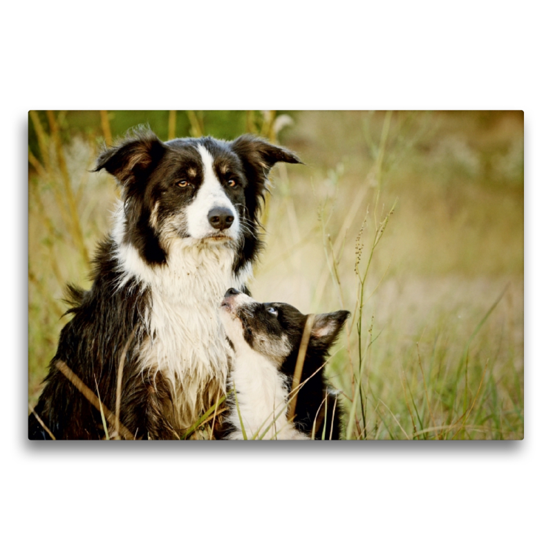 Bordercollies