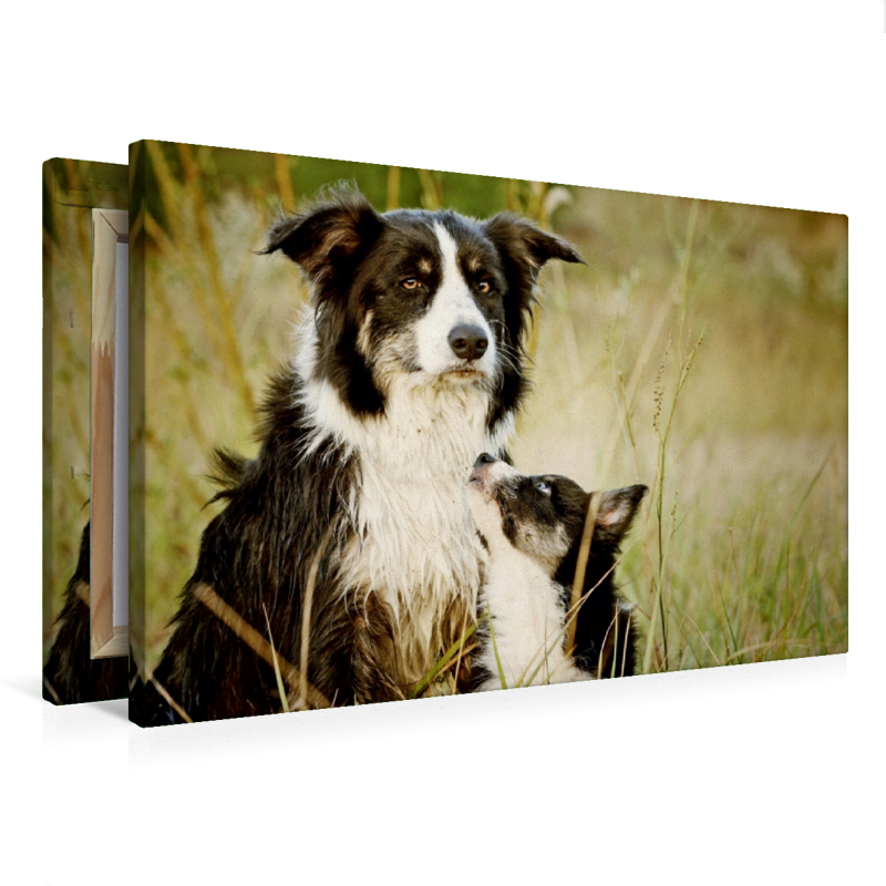 Bordercollies