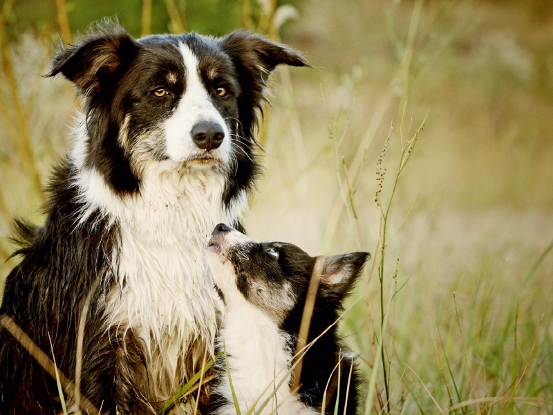 Bordercollies