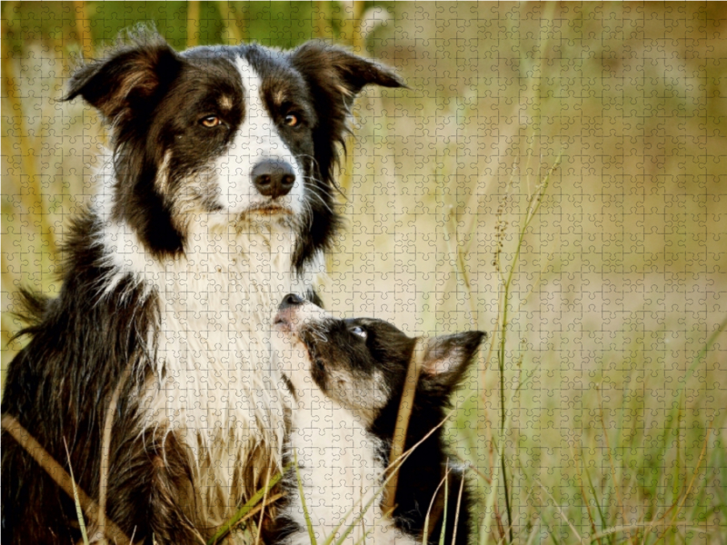 Bordercollies