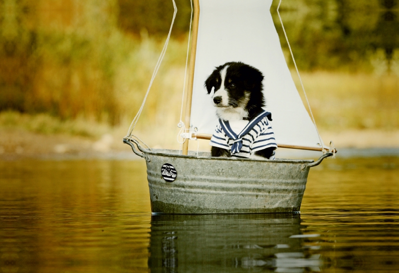 Segelnder Bordercollie