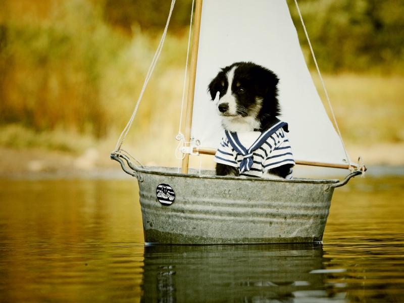 Segelnder Bordercollie