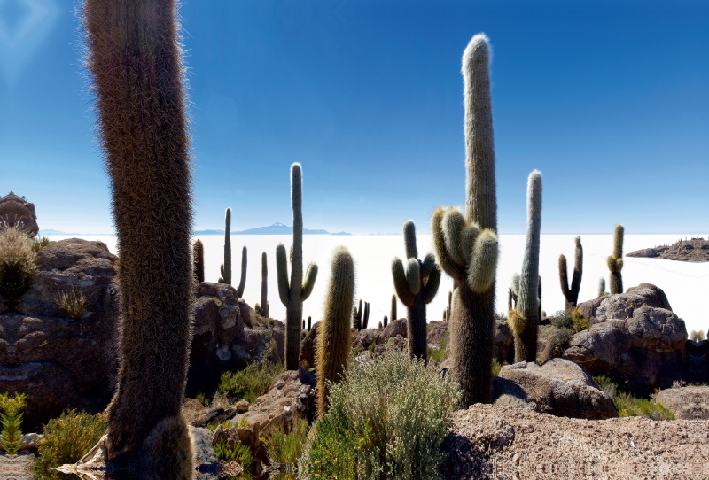 Isla Incahuasi im Salar de Uyuni, 3.653 m ü. N., Bolivien