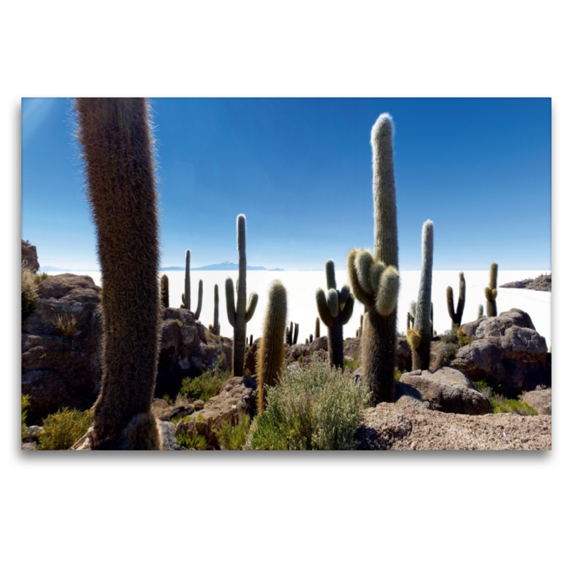 Isla Incahuasi im Salar de Uyuni, 3.653 m ü. N., Bolivien