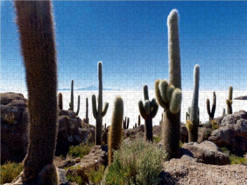 Isla Incahuasi im Salar de Uyuni, 3.653 m ü. N., Bolivien