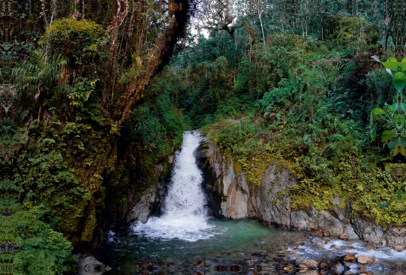 Regenwald bei Aguas Calientes, Peru