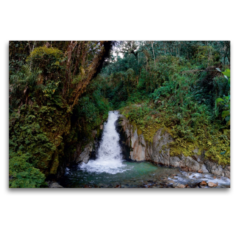 Regenwald bei Aguas Calientes, Peru