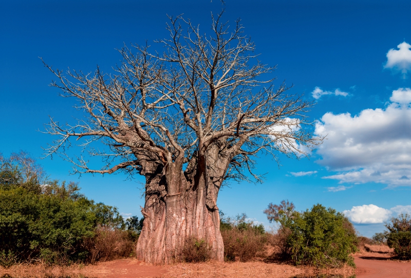 Riesiger Baobab, der südlichste Affenbrotbaum Afrikas, Kruger National Park