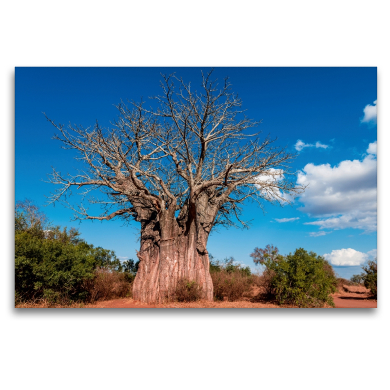 Riesiger Baobab, der südlichste Affenbrotbaum Afrikas, Kruger National Park