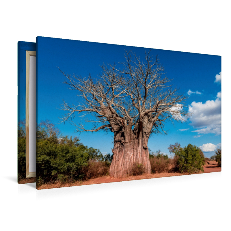 Riesiger Baobab, der südlichste Affenbrotbaum Afrikas, Kruger National Park