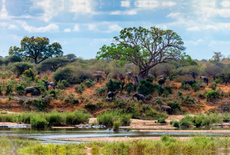 Flusslandschaft mit Elefantenherde bei Skukuza, Kruger National Park