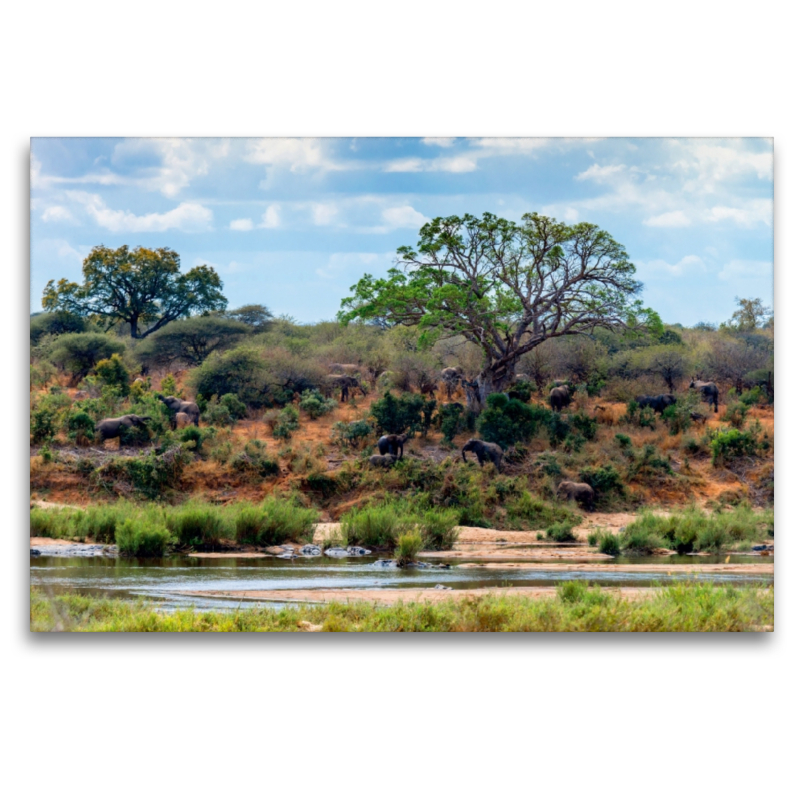 Flusslandschaft mit Elefantenherde bei Skukuza, Kruger National Park