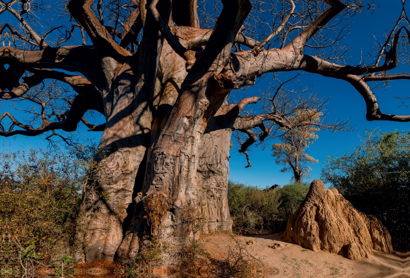 Riesiger Baobab in den Makgadikgadi Pans