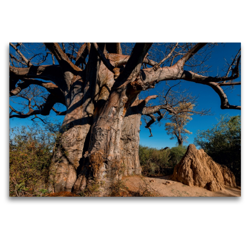 Riesiger Baobab in den Makgadikgadi Pans