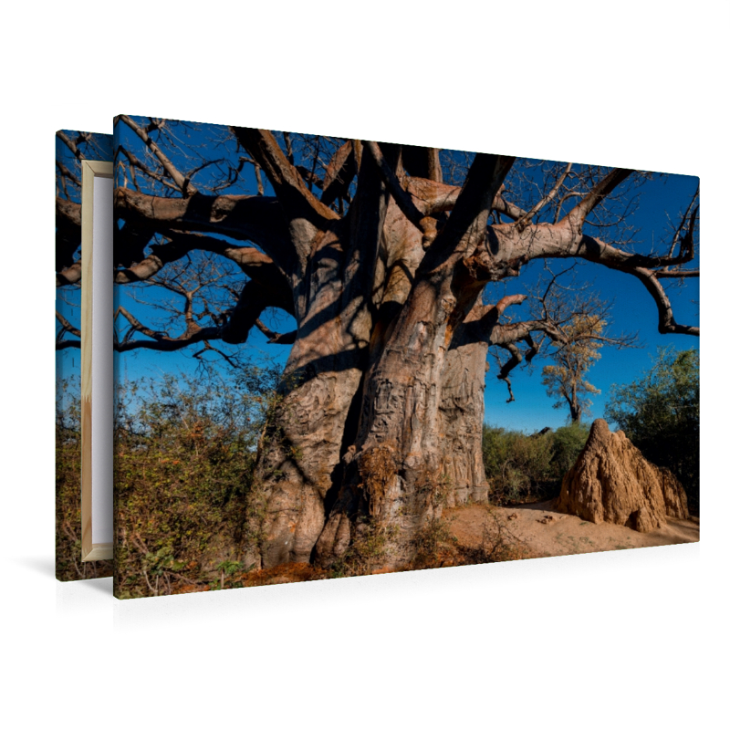 Riesiger Baobab in den Makgadikgadi Pans