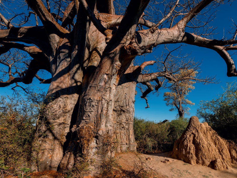 Riesiger Baobab in den Makgadikgadi Pans