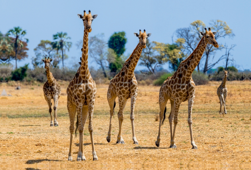 Giraffen im Moremi Game Reserve