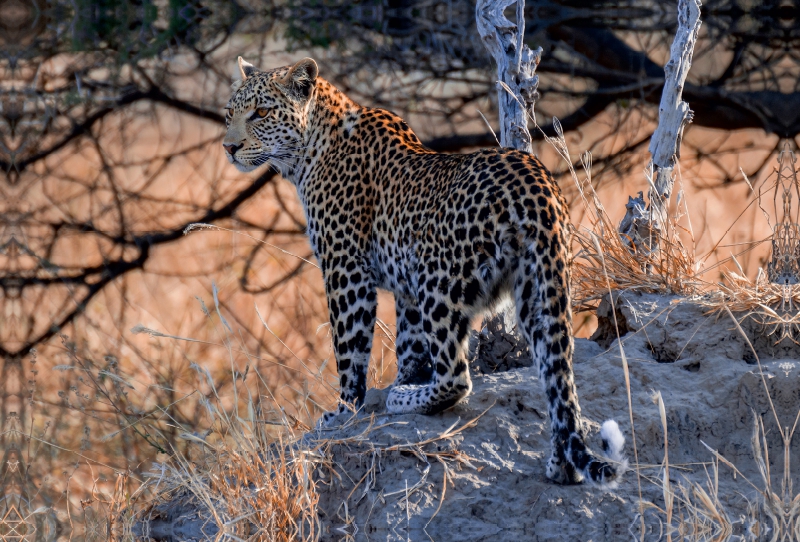 Junge Leopardin am frühen Morgen, Moremi Game Reserve