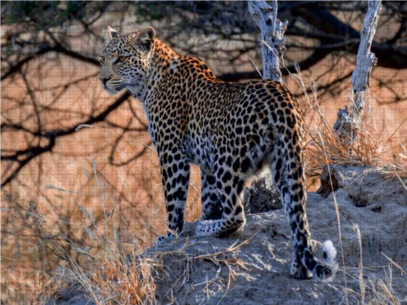 Junge Leopardin am frühen Morgen, Moremi Game Reserve