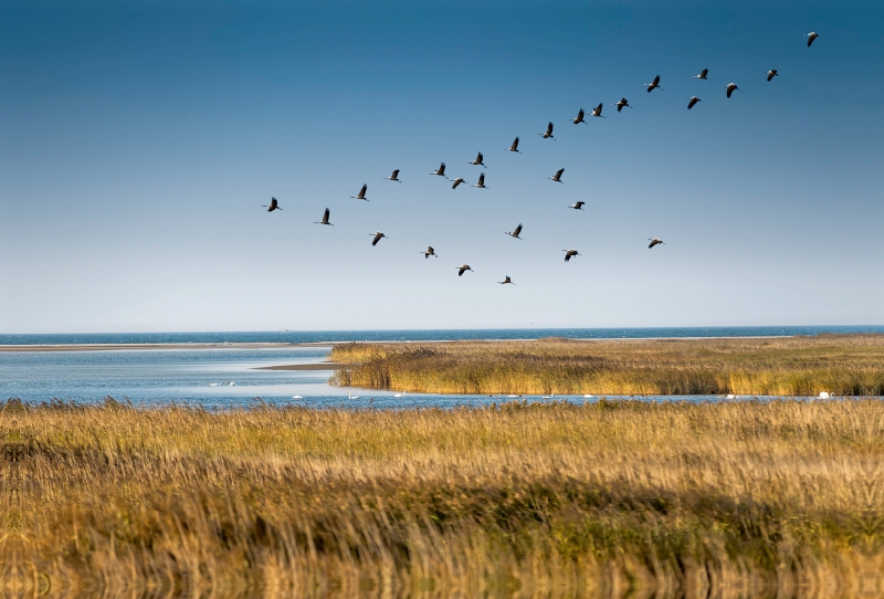 Kranichflug über Boddenlandschaft bei Zingst