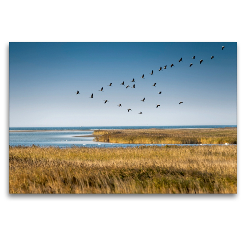 Kranichflug über Boddenlandschaft bei Zingst