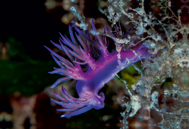 Nacktschnecke im Mittelmeer