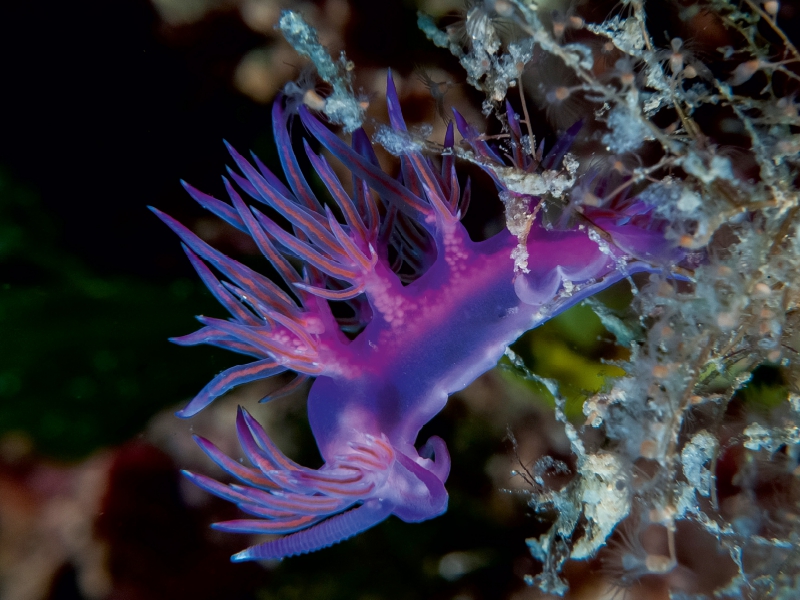 Nacktschnecke im Mittelmeer