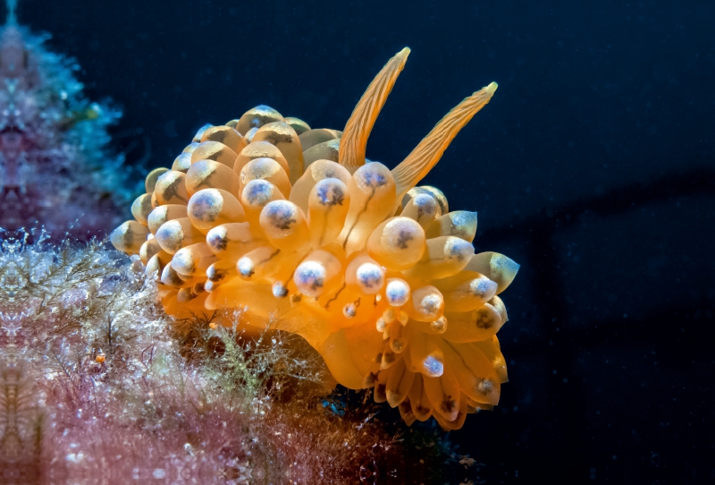 Nacktschnecke im Mittelmeer