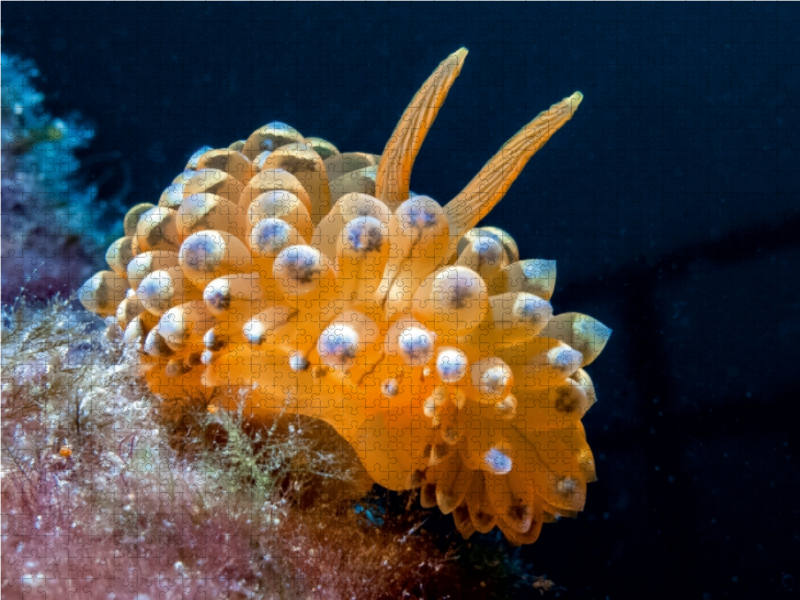 Nacktschnecke im Mittelmeer