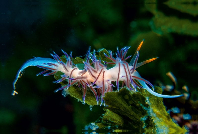 Nacktschnecke im Mittelmeer