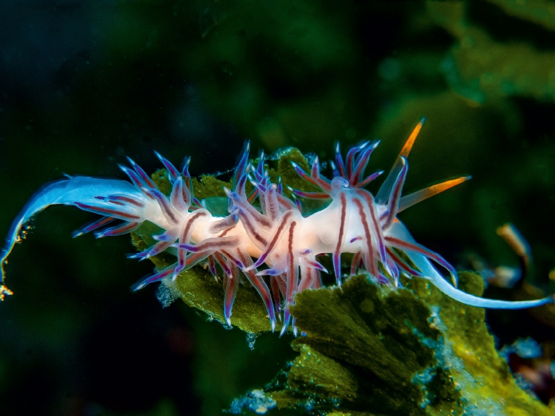 Nacktschnecke im Mittelmeer