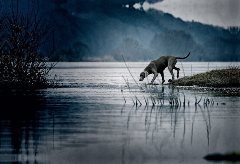 Weimaraner am Fluss