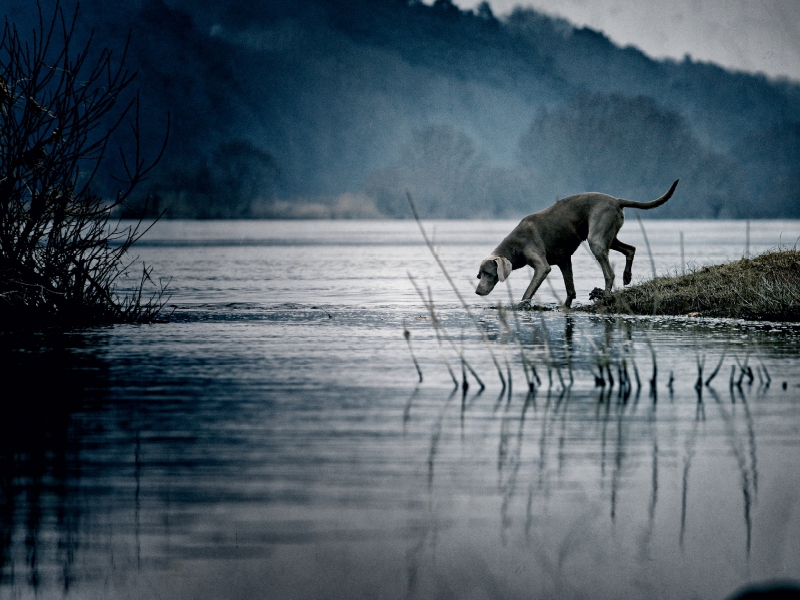 Weimaraner am Fluss