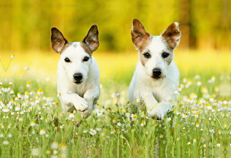 Parson Russell Terrier