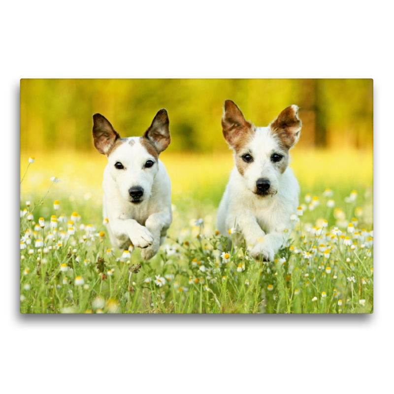 Parson Russell Terrier