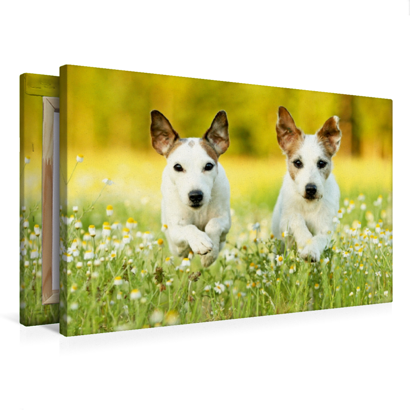 Parson Russell Terrier