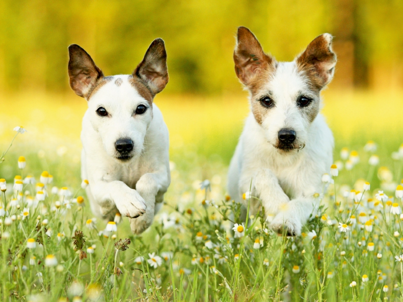 Parson Russell Terrier