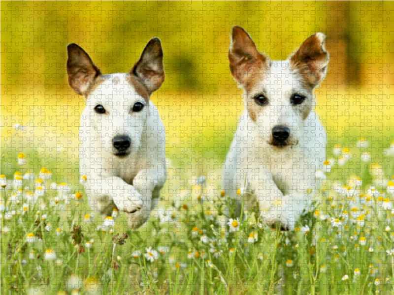 Parson Russell Terrier